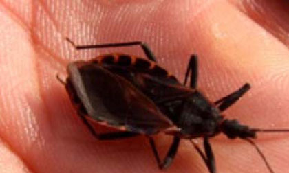 Phòng ngừa bọ xít hút máu: những điều cần biết