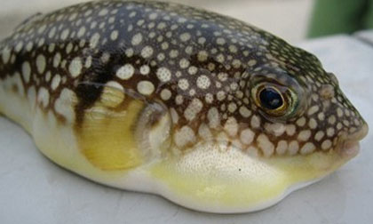 Cảnh báo những món hải sản độc chết người