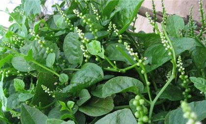 Ai không nên ăn rau mồng tơi?