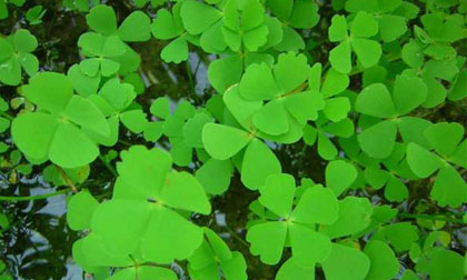 Chữa bệnh tiểu đường bằng loại cây mọc hoang dân dã