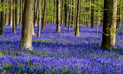 Lạc giữa khu rừng cổ tích đẹp mê hồn ở Bỉ