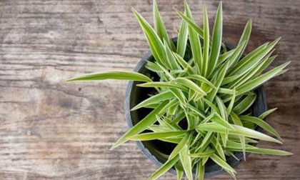 5 loại cây thích hợp với môi trường thiếu sáng