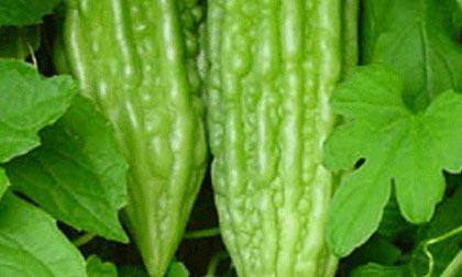 Chữa mất ngủ hiệu quả với mướp đắng