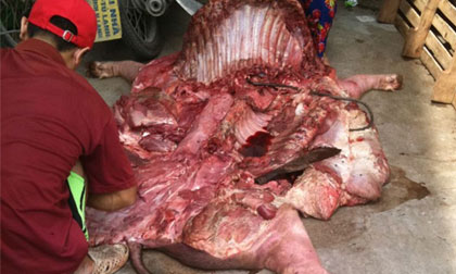 Thâm nhập lò mổ biến thịt lợn chết thối thành tươi ngon