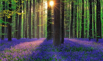 Đẹp mê hồn khu rừng phủ đầy hoa chuông xanh