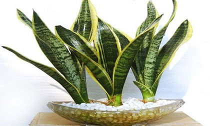 6 loại cây cảnh nên có trong phòng làm việc