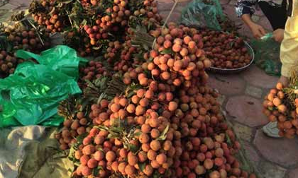 Bán 1 kg vải chỉ mua đủ mớ rau muống