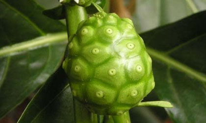 Cây nhàu: Thuốc trị huyết áp cao