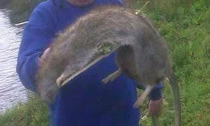 Bắt được chuột khổng lồ dài hơn 1m