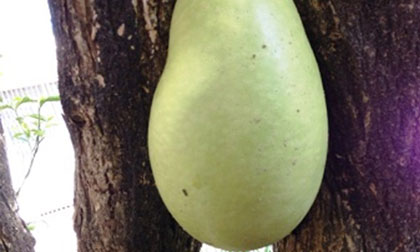 Đào tiên lạ ở Quảng Bình: Cuốn tròn, ôm trọn thân cây