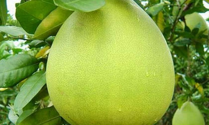 Khỏi viêm loét dạ dày tá tràng nhờ… quả bưởi