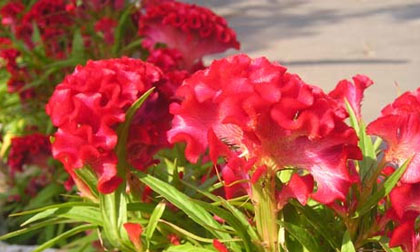 Hoa mào gà chữa bệnh phụ nữ