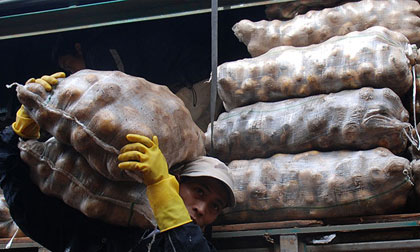 Lật tẩy mánh khóe biến khoai tây Trung Quốc thành khoai Đà Lạt