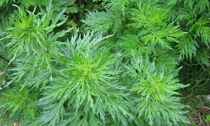 Trị đau lưng sau sinh hiệu quả từ ngải cứu