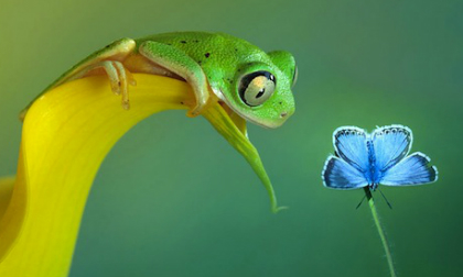 Những chú ếch đẹp như trong cổ tích