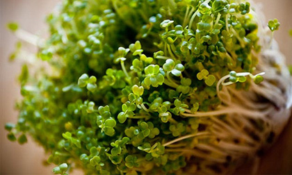 Rau mầm bông cải xanh có thể giảm chất gây ung thư trong cơ thể