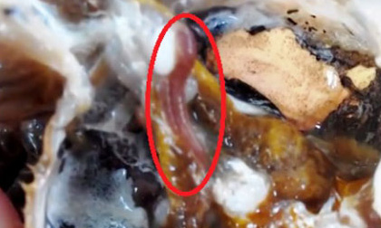 Lót dạ nem rán thịt thối, tráng miệng mít hóa chất