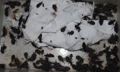 Bọ xít hút máu người có thể gây tử vong