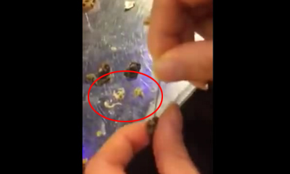 Kinh hãi cả ổ sán trong đĩa ốc dừa