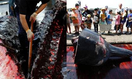 Kinh hoàng trước cảnh xẻ thịt cá voi đẫm máu ở Nhật Bản