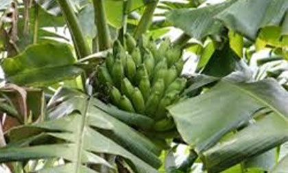 Bài thuốc quý từ cây chuối hột