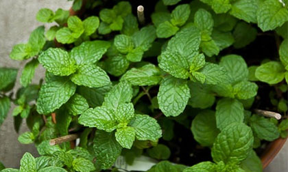 9 công dụng gia đình hữu ích của bạc hà