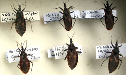 Bọ xít hút máu người phát tán mạnh, người Hà Nội hoang mang