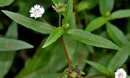 Cỏ mực - Loài rau lương huyết