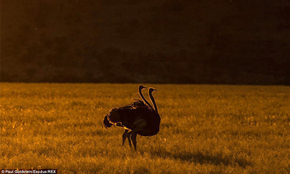 Vẻ đẹp hoang dã mê hoặc của Namibia