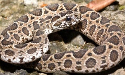 Loài rắn độc cắn người lớn hóa thành... trẻ em
