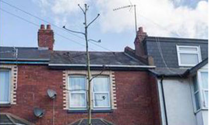 Cây xương rồng khổng lồ, cao 6m trong 5 tuần