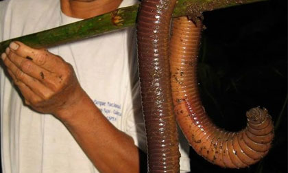 Bắt được giun đất khổng lồ dài 1,5m