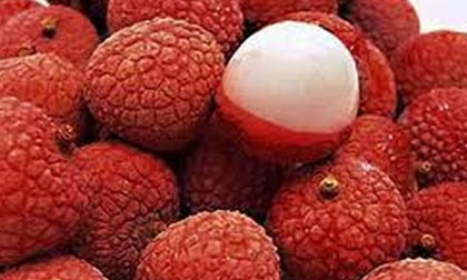 Thực hư trẻ ăn vải bị viêm não Nhật Bản