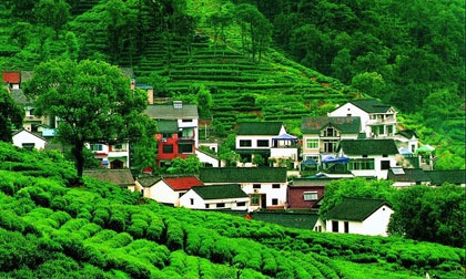 Việt Nam nổi bật trong 'bộ sưu tập' đồi chè vòng quanh thế giới