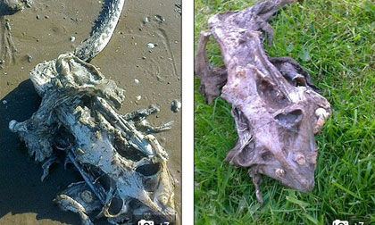 Phát hiện "quái vật" biển kỳ lạ, dài 60cm dạt vào bờ