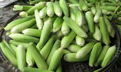 Sự thật về tin đồn ngô ủ hóa chất tự chín