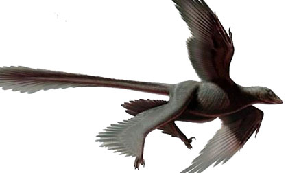 Phát hiện loài khủng long 4 cánh khổng lồ