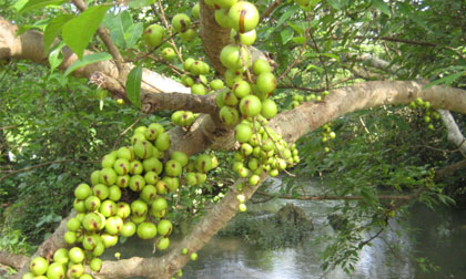 Trị viêm khớp siêu hữu hiệu với quả sung hầm thịt lợn