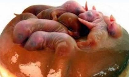 Cận cảnh món ăn ‘ba tiếng hét’ tàn khốc của người Trung Quốc