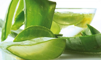 4 Công dụng tuyệt vời của nha đam