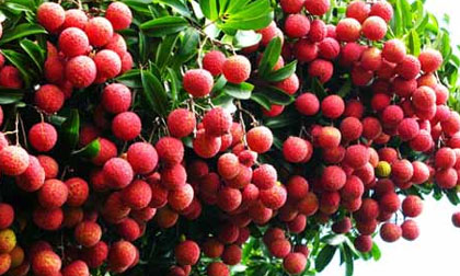 6 mẹo nhỏ giúp trị bệnh viêm xoang