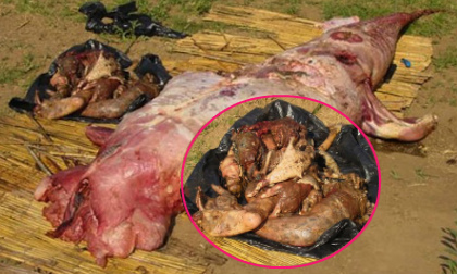 Kinh hãi xác người chưa phân huỷ trong bụng cá sấu