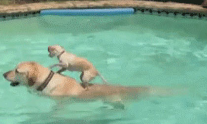 Ảnh động vui: Manh động quá