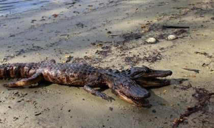 Cá sấu hai đầu cực hiếm bò trên bờ