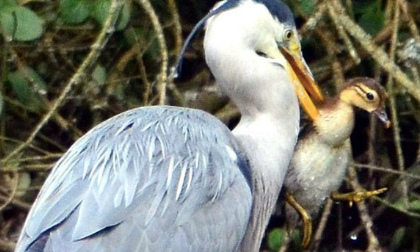 Kinh hãi cảnh diệc nuốt sống nguyên con vịt