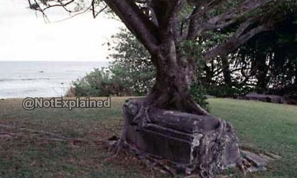 Cây thây ma "nuốt chửng" ngôi mộ ở Mỹ