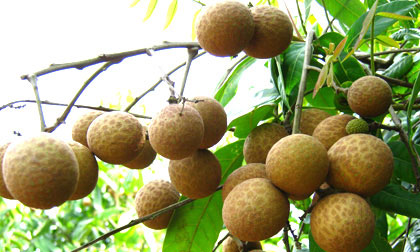 Những đối tượng không nên ăn nhiều nhãn