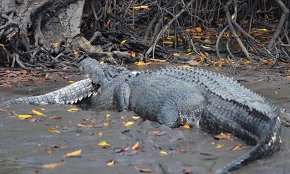 Cảnh tượng cá sấu ăn thịt đồng loại rùng rợn