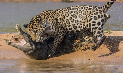 "Thót tim" trước màn vồ cá sấu ngoạn mục của báo Jaguar