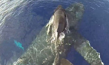 Cảnh tượng kỳ thú cá voi mẹ cõng con 'bay' trên mặt nước